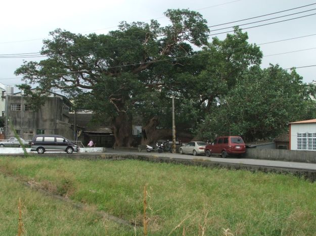 Sacred trees in Miaoli County