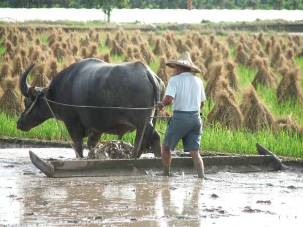 buffalo working on a paddy field