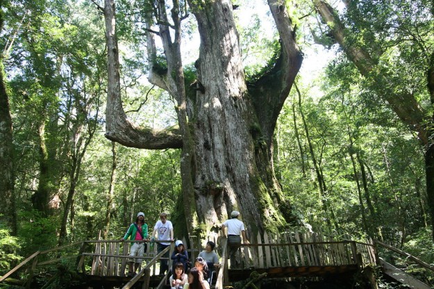 giant red cypress tree at Smangus