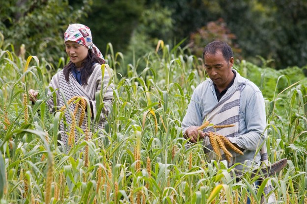 Harvesting millet at Smangus
