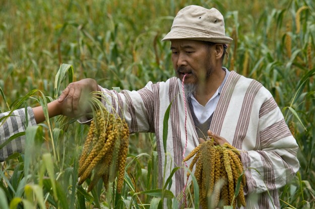 Icyeh harvesting millet
