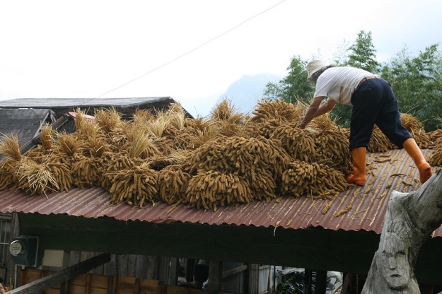 Millet drying on the roof