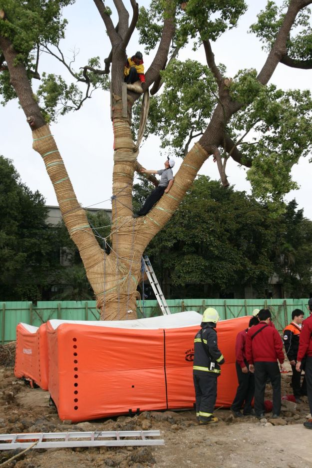 Fire brigade set up air cushions at the base of the tree