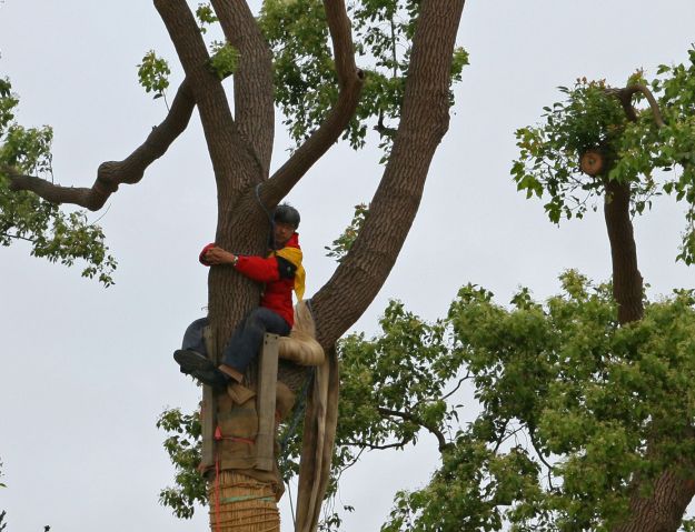Calvin climbs higher up the tree during the late stage of the protest