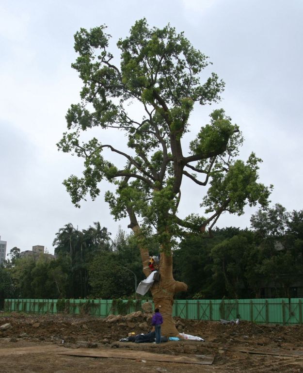 Camphor tree stands alone on the site before removal
