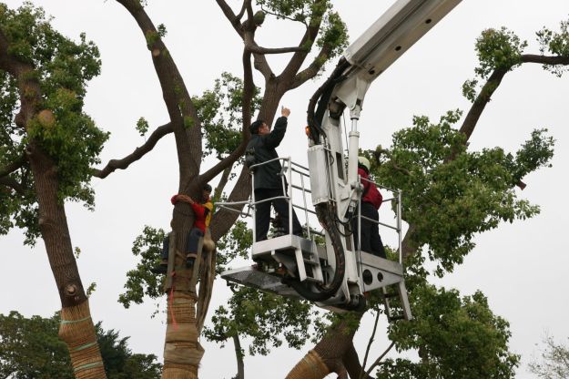 Hydraulic platform prepares to bring Calvin down from the tree
